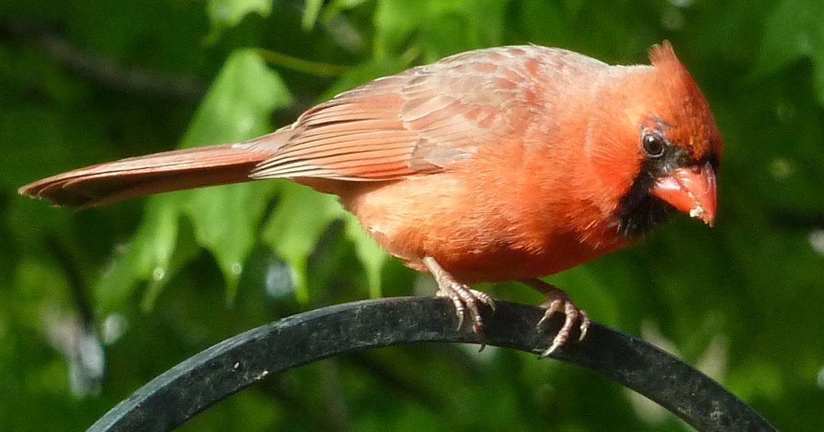 Penelopedia Nature and Garden in Southern Minnesota Cardinal Likes Suet