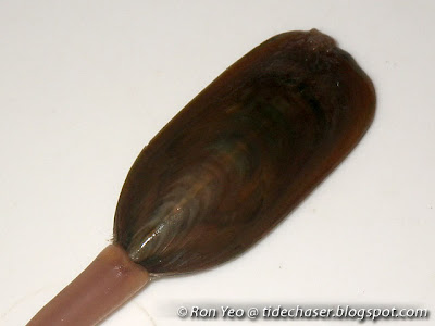 Lamp shell (Lingula sp.)