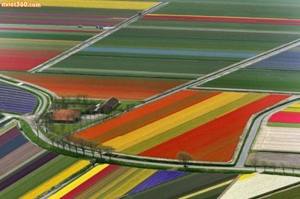 Tulip fields, somewhere in The Netherlands