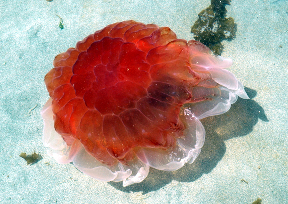 lions mane jellyfish animal unique lion s mane jellyfish size