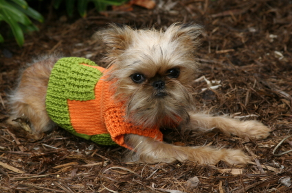 Brussels Griffon Dog