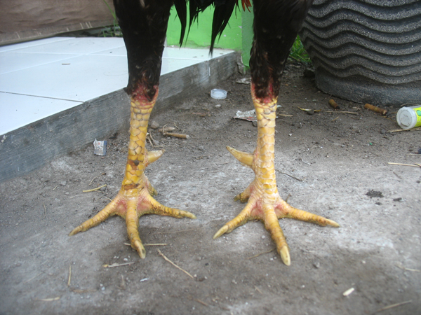 Sapu Jagat King Farm : Ayam BK Asli Import Langsung Thailand: Renteng