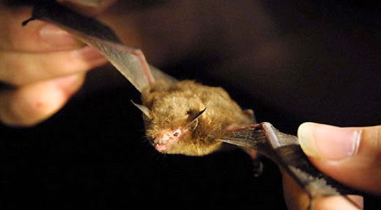 Kitti's Hog-nosed Bat Close up Close up of a Kitti's Hog-nosed Bat