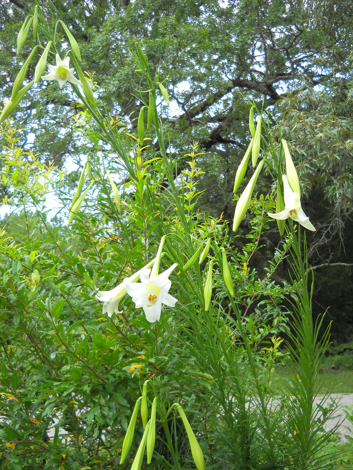 Gold Hill Plant Farm Tall Lilies