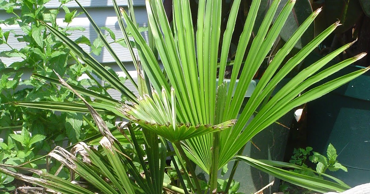 Cold Hardy Palm in Zone 6 Project