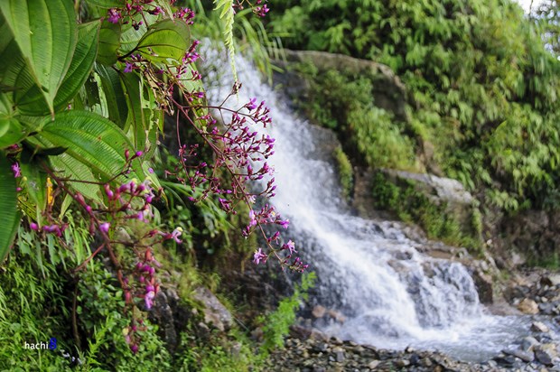 [Image: hoa-mua-tim-ngat-troi-tay-bac-8.jpg]