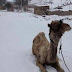 Snow Falls In Cairo For The First Time In More Than 100 Years