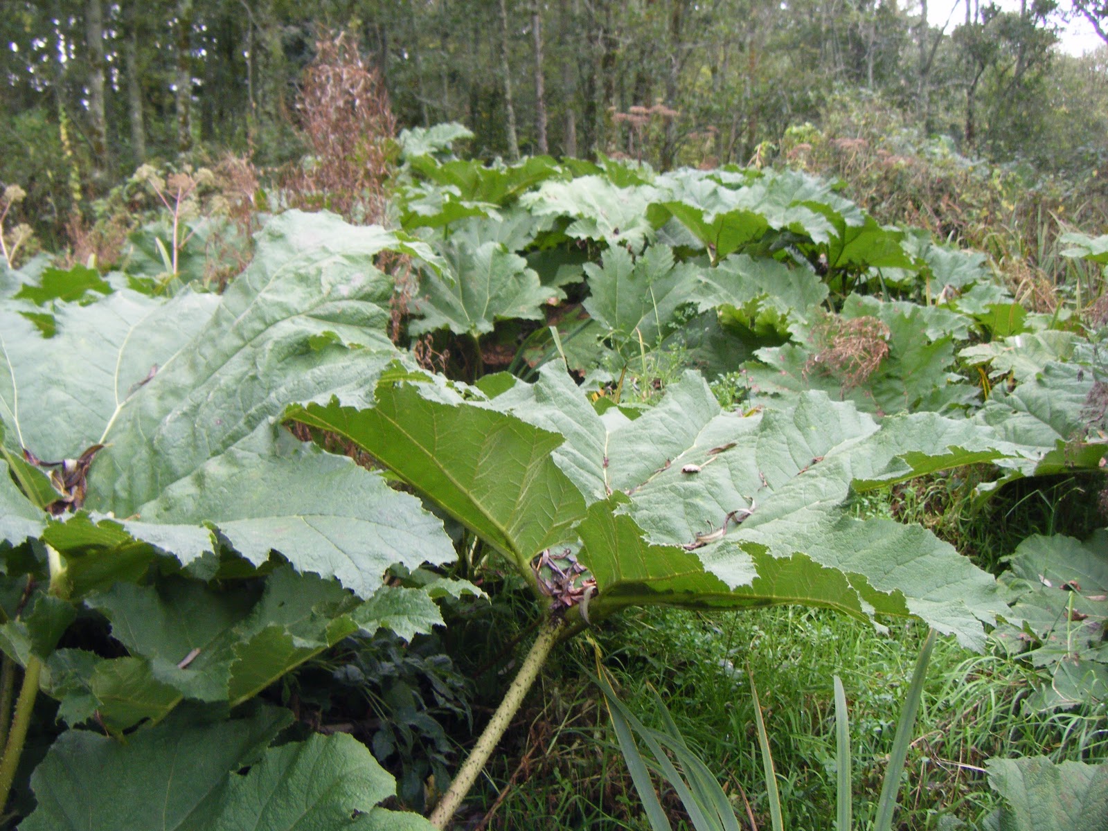 21stcenturynaturalist: Giant Rhubarb