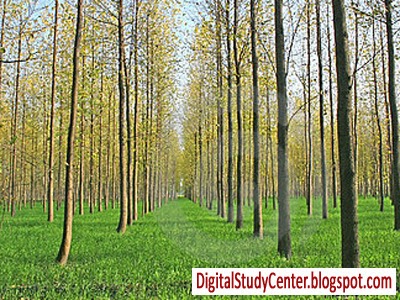 tree plantation essay