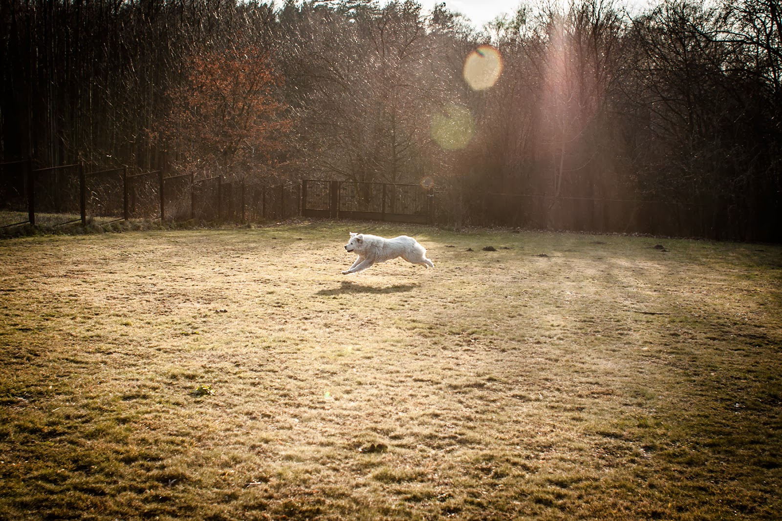 Polish Tatra Sheepdog Polish tatra sheepdog Polish Tatra Sheepdog Polish tatra sheepdog
