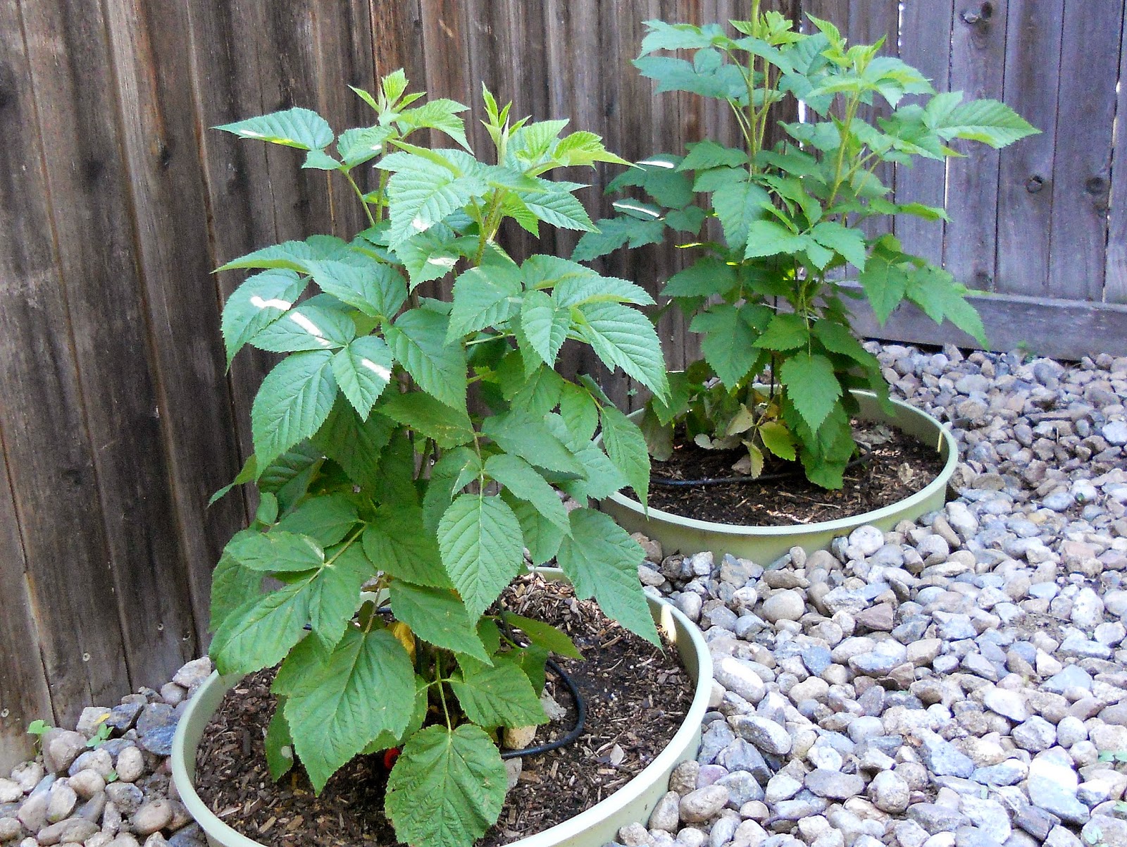 Just Another Hang Up Planting Raspberries in Containers on Bloomin