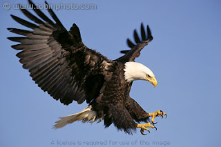 birds eagles birds eagles