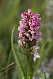 Early Marsh Orchid (Dactylorhiza incarnata)