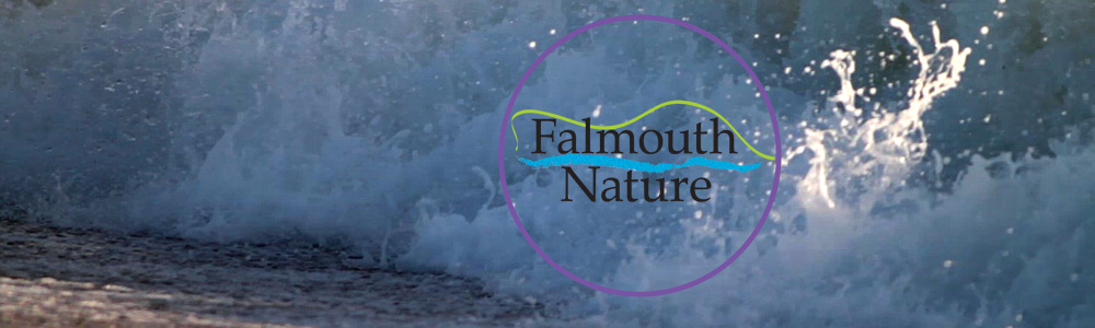 Falmouth Nature