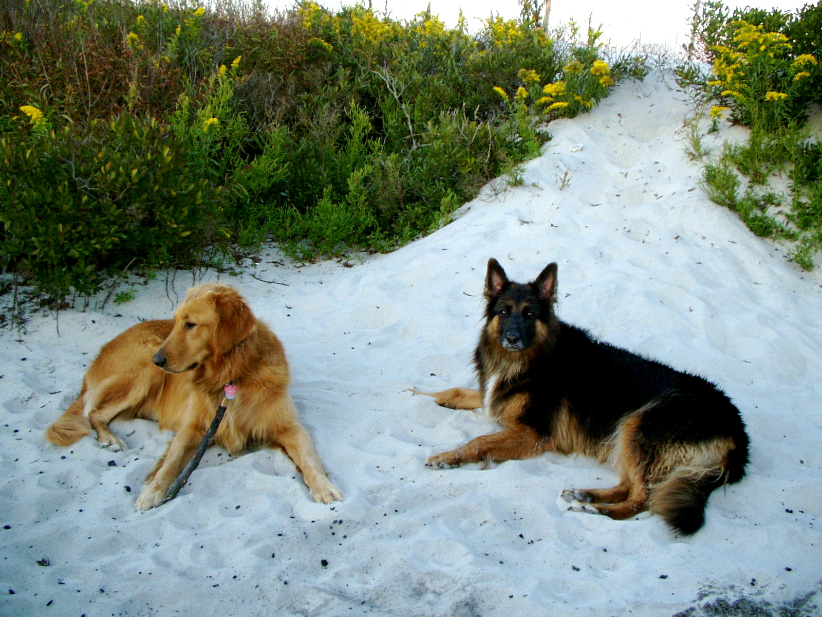 hikewithyourdog Assateague National Seashore