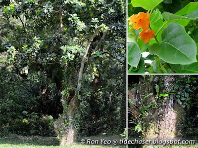 Sea Trumpet (Cordia subcordata) Sea Trumpet (Cordia subcordata)