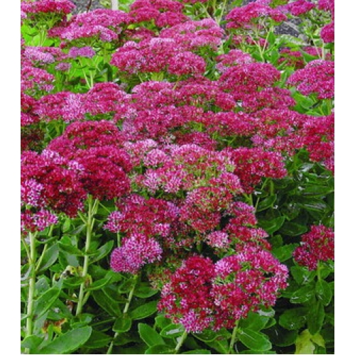 high performance flowers 2013 introductory perennial list high performance flowers high performance flowers 2013 introductory perennial list high performance flowers