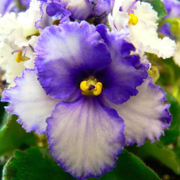 Imagenes Flores Violetas | im 225 genes de flores y plantas violeta Imagenes Flores Violetas | im 225 genes de flores y plantas violeta