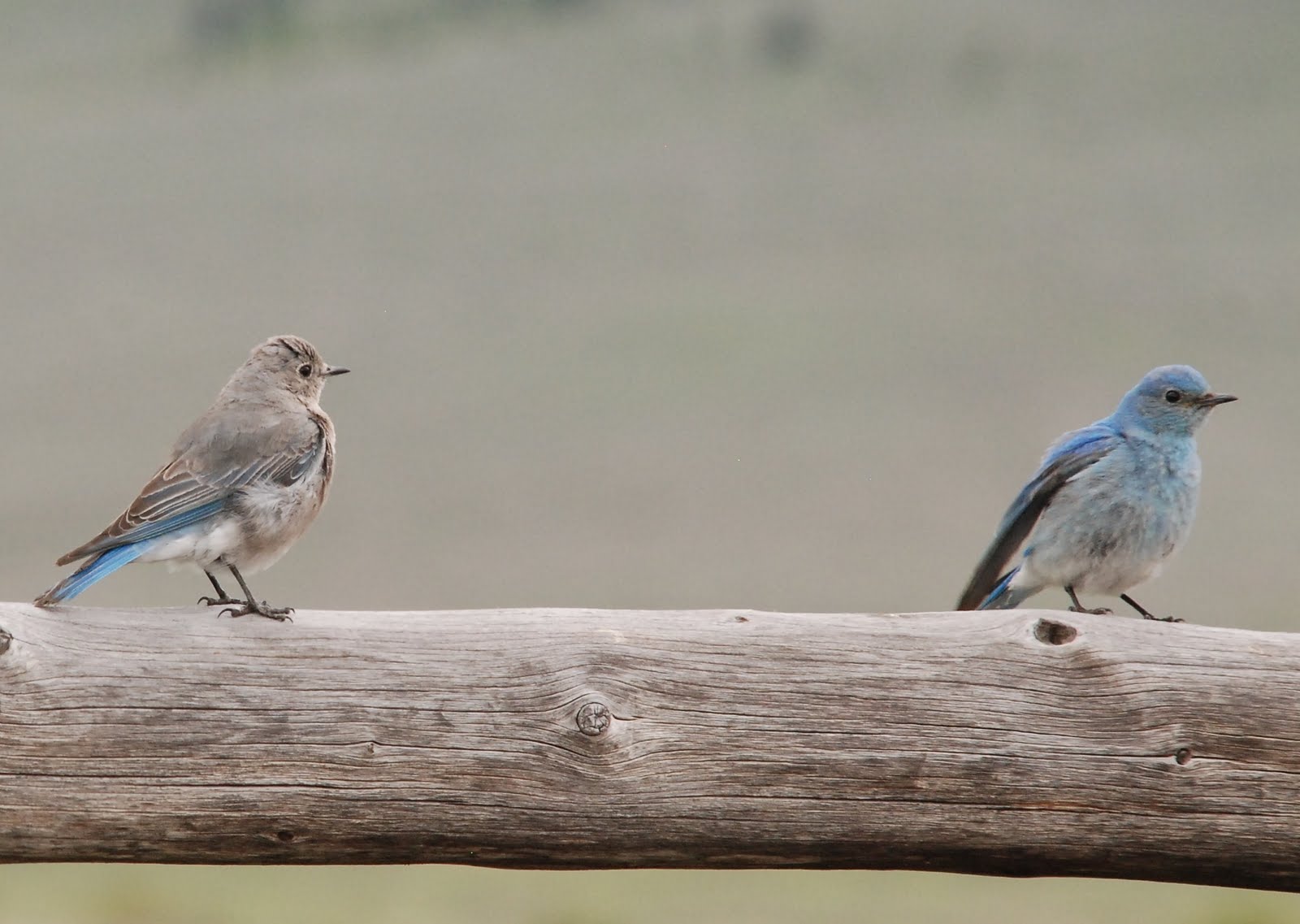 Birds of Madison County Mountain Bluebirds of Madison County
