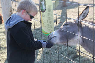 boy feeding a donkey