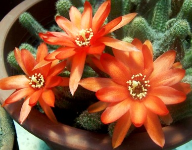 FLORES ANARANJADAS Imagen de flores anaranjadas