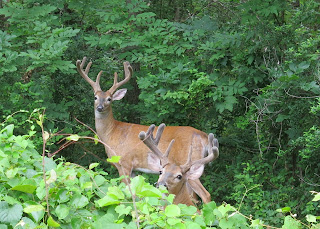 two big bucks, July 08, 2015, 9:28:02 AM