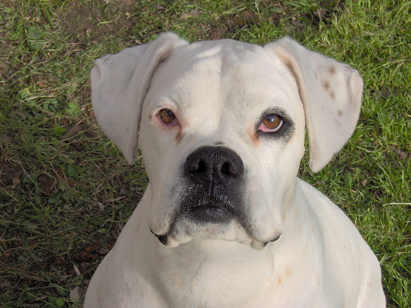 [Imagen: boxer%2Bblanco%2B800px-Perra_Boxer.jpg]