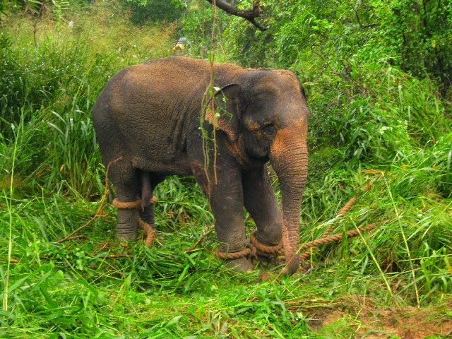 ... elephant attack - Photos : Gossip Lanka News And Sri Lanka Hot News ... elephant attack - Photos : Gossip Lanka News And Sri Lanka Hot News