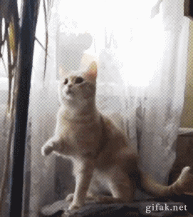 42+ Gif Funny Cat Dancing Gif