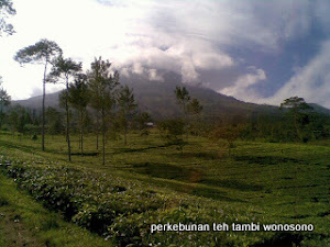 PT. Perkebunan Teh Tambi Wonosobo