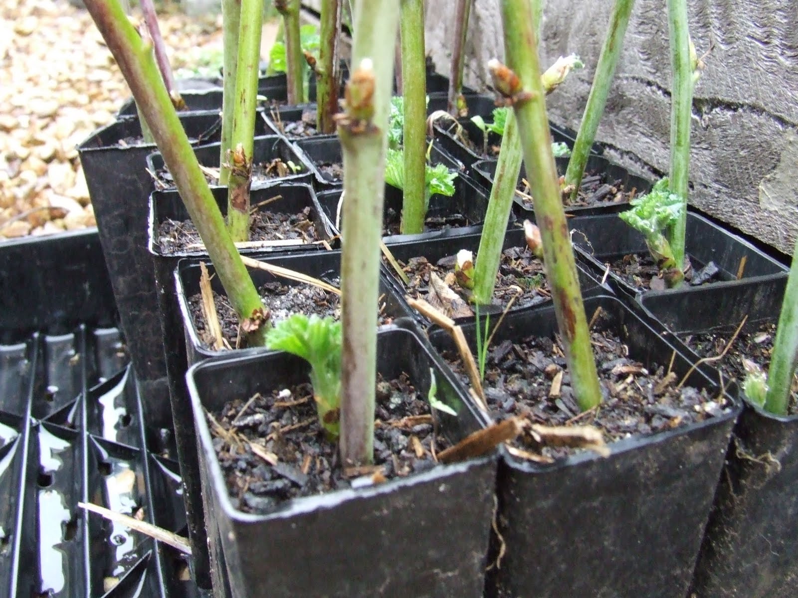 Free Loganberry Plants The Greening of Gavin