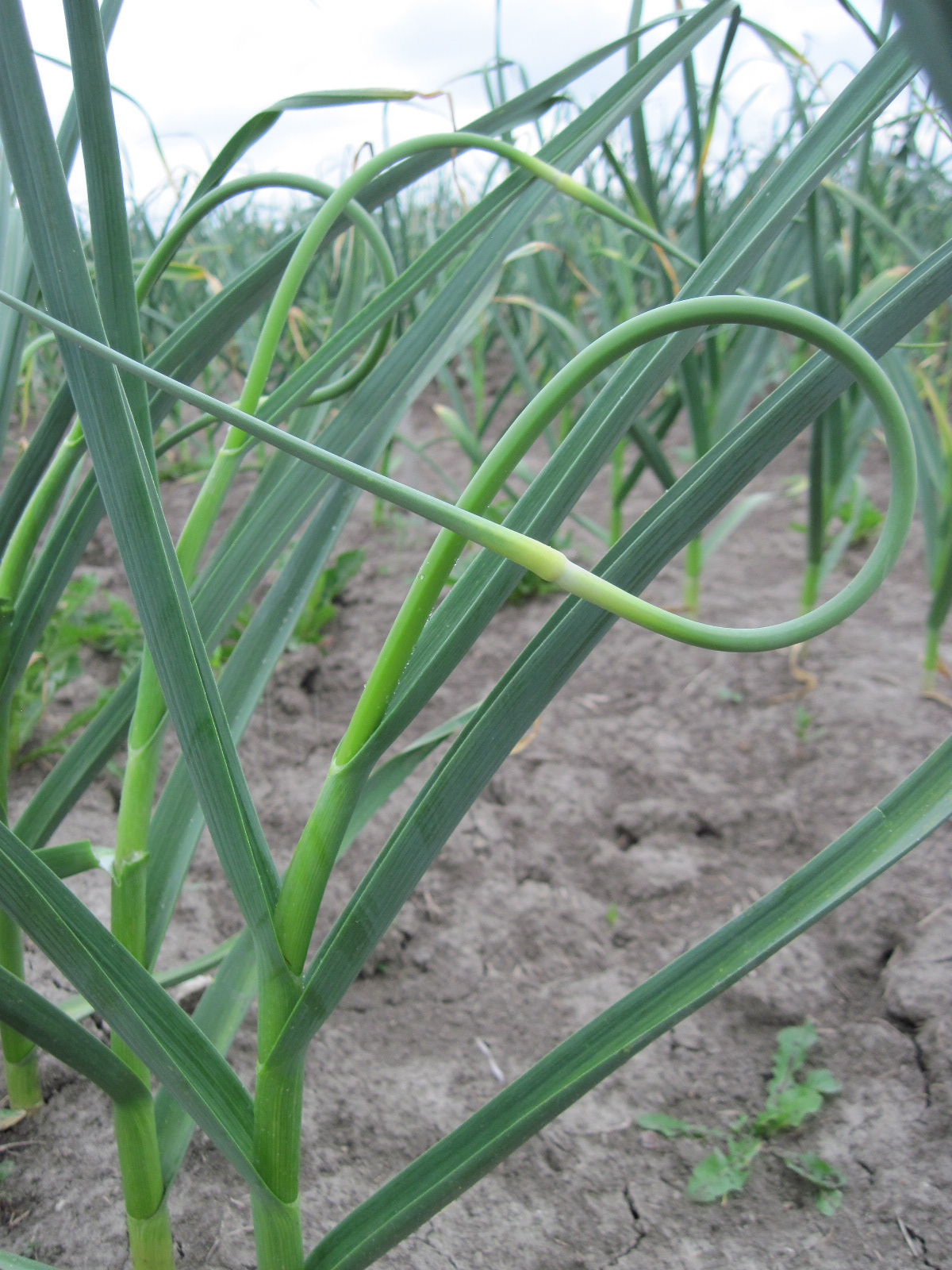 Growing Ontario Garlic Scapes When to make The Cut.