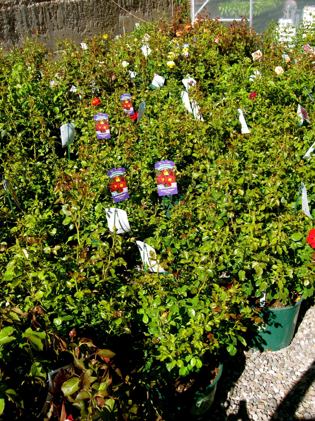 Privet Hedge