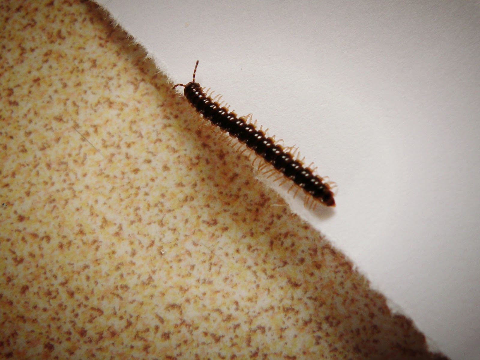 Let Your Light Shine The Little Worm That Wasn't