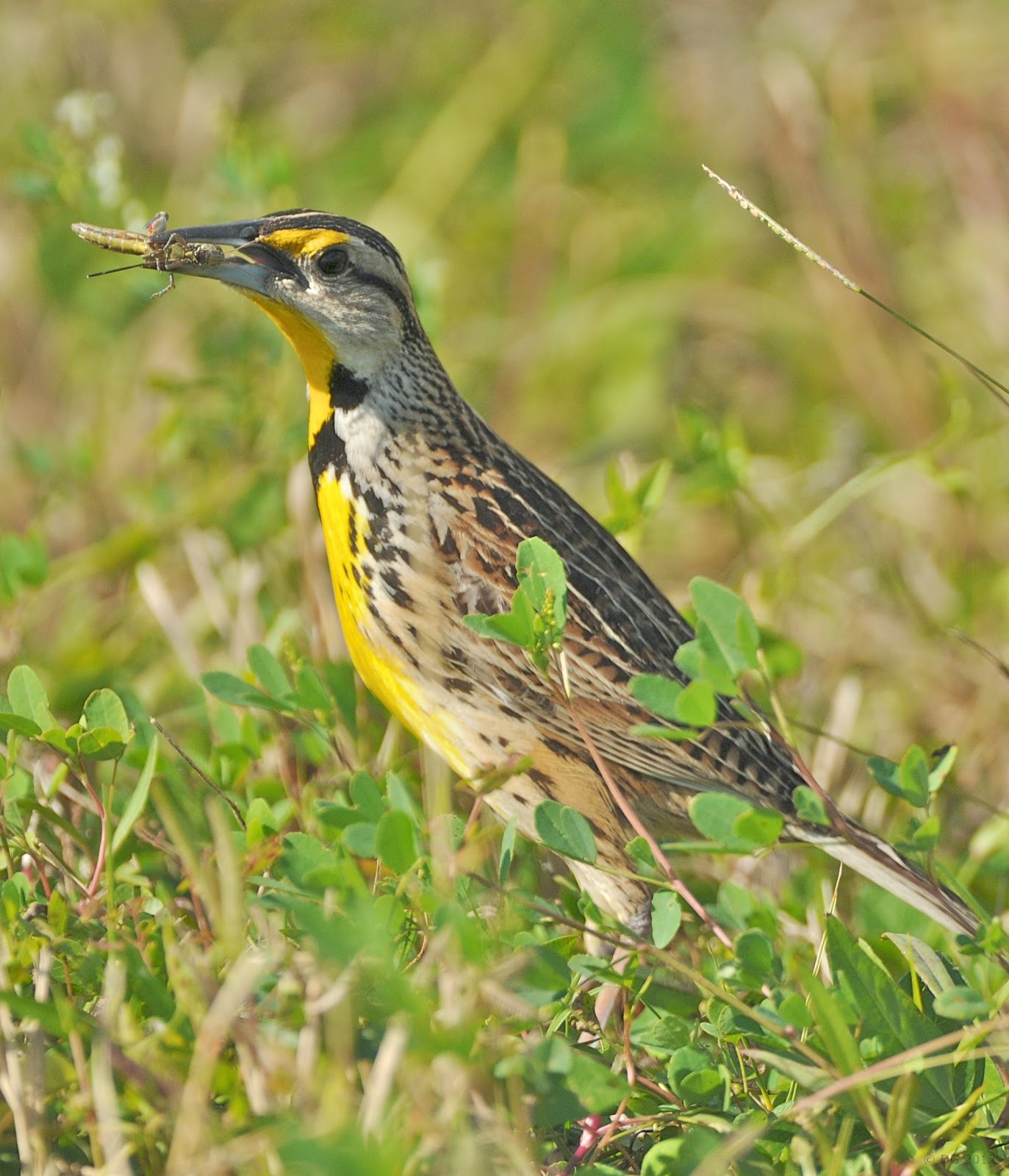 Eastern Meadowlark