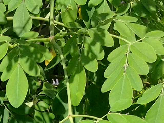 Herbs, medicinal leaves from aleyagarden : How many Herbs, medicinal leaves from aleyagarden : How many