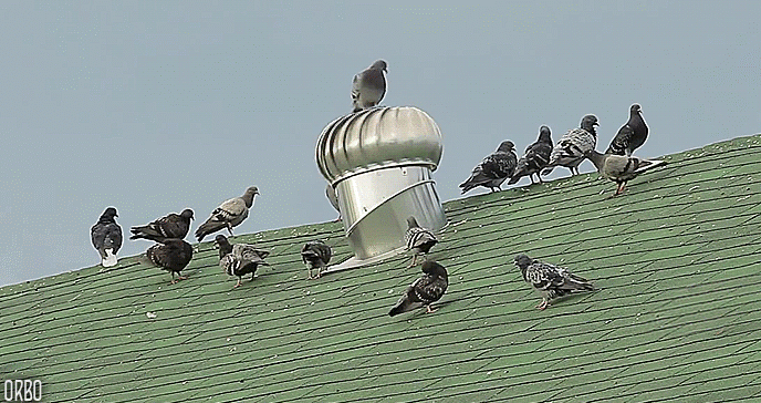 Funny animal gifs - part 115 (10 gifs), pigeon sits on roof vent