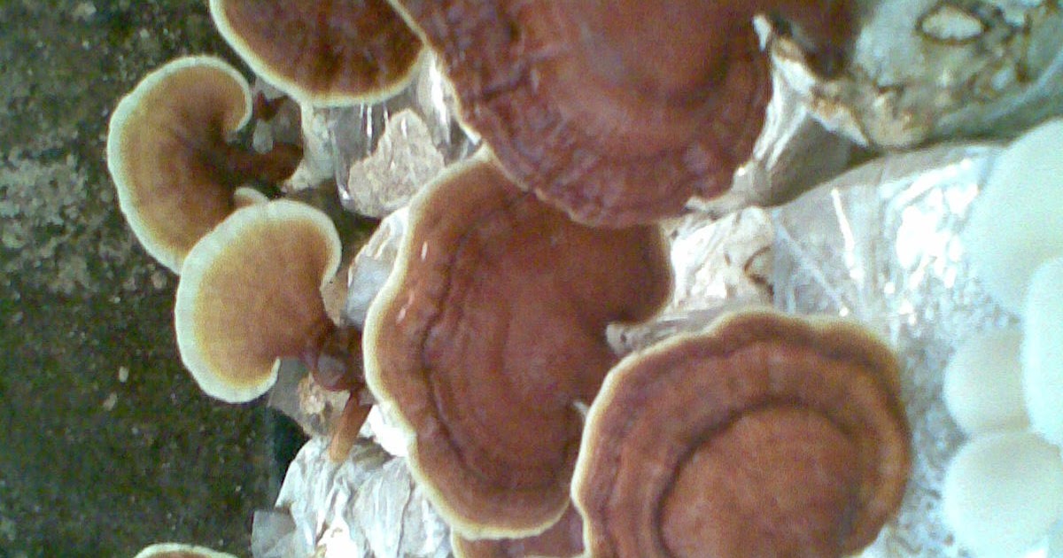 Jamur Semarang Jual Jamur Lingzhi obat tradisinal Tiongkok