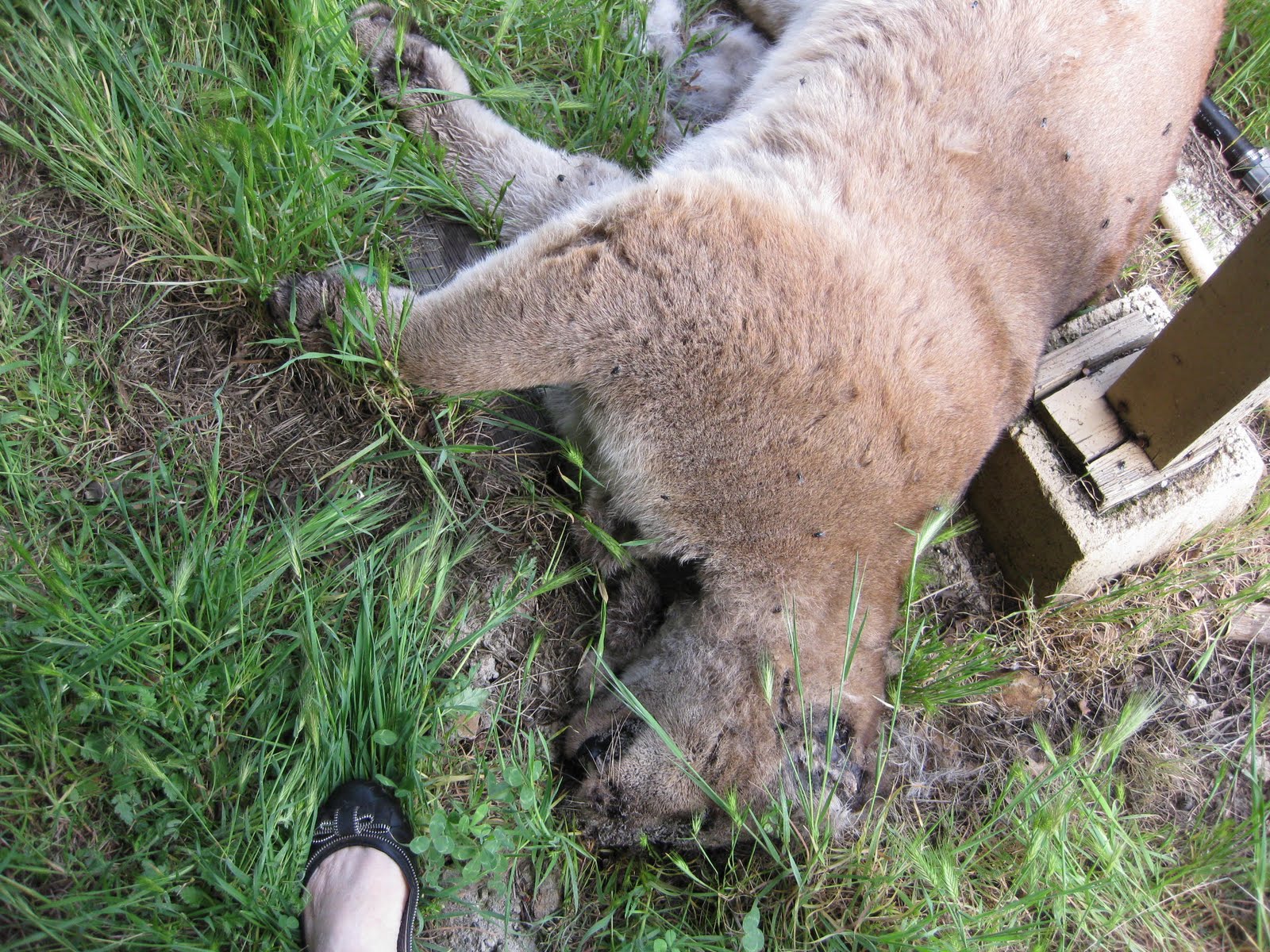 It's a July Thing There Is A Dead Mountain Lion Under The Deck!!