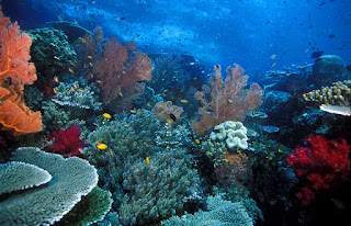 Beautiful of Raja Ampat, Eksotisme Raja Ampat Papua wisata bawah Bahari raja ampat, paket wisata murah raja ampat, wisata murah raja ampat