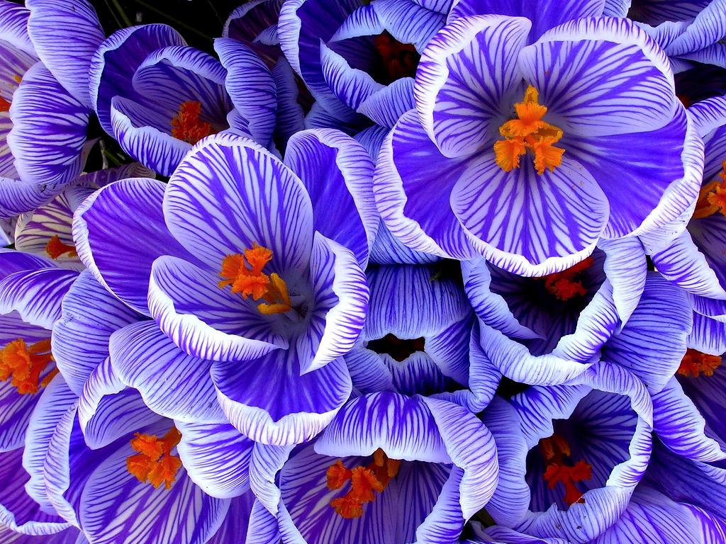 wallpaper purple flower Photo wallpaper purple flower Photo