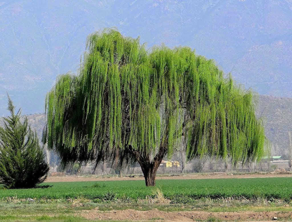 Sauce llorón wallpapers