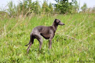 NATAN z Ochoczej Italian Greyhound