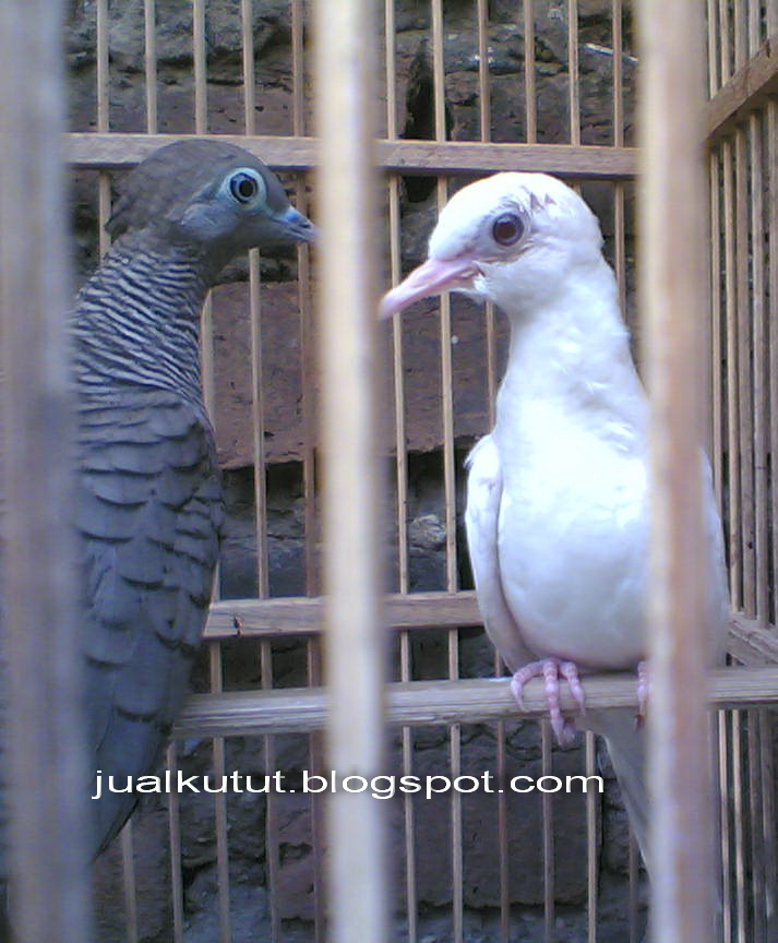 Gambar Burung Perkutut Putih