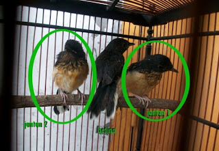 Membedakan Jenis Kelamin Murai Batu Breeding Kenari Canary Membedakan Jenis Kelamin Murai Batu Breeding Kenari Canary