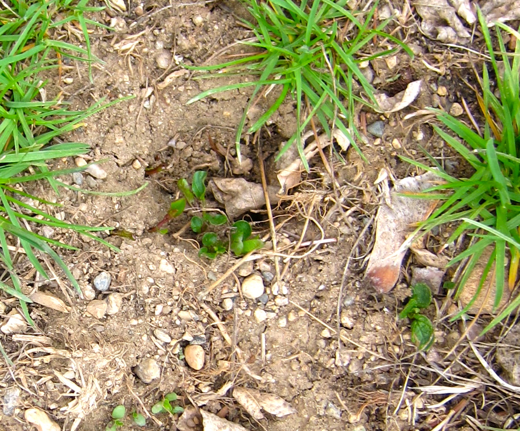 A Wandering Botanist Plant Story The dreadful field bindweed