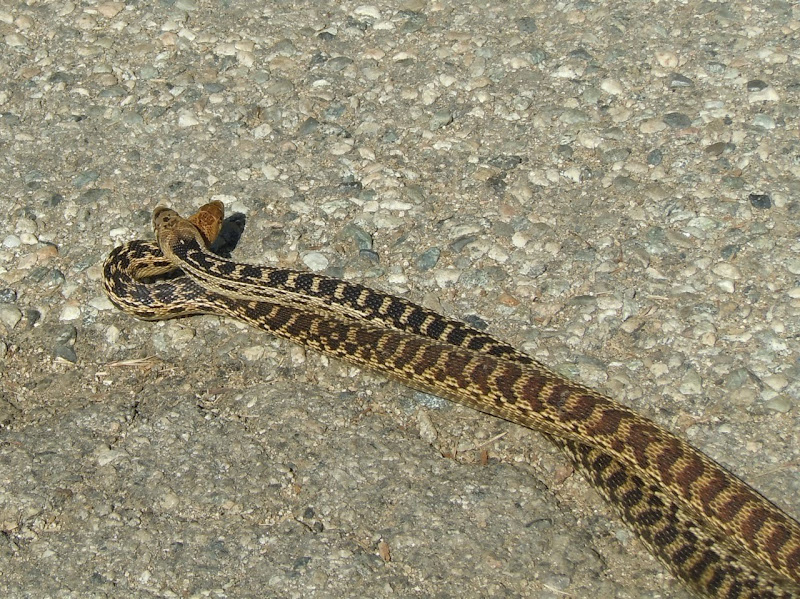 Gopher snakes Runyon Canyon