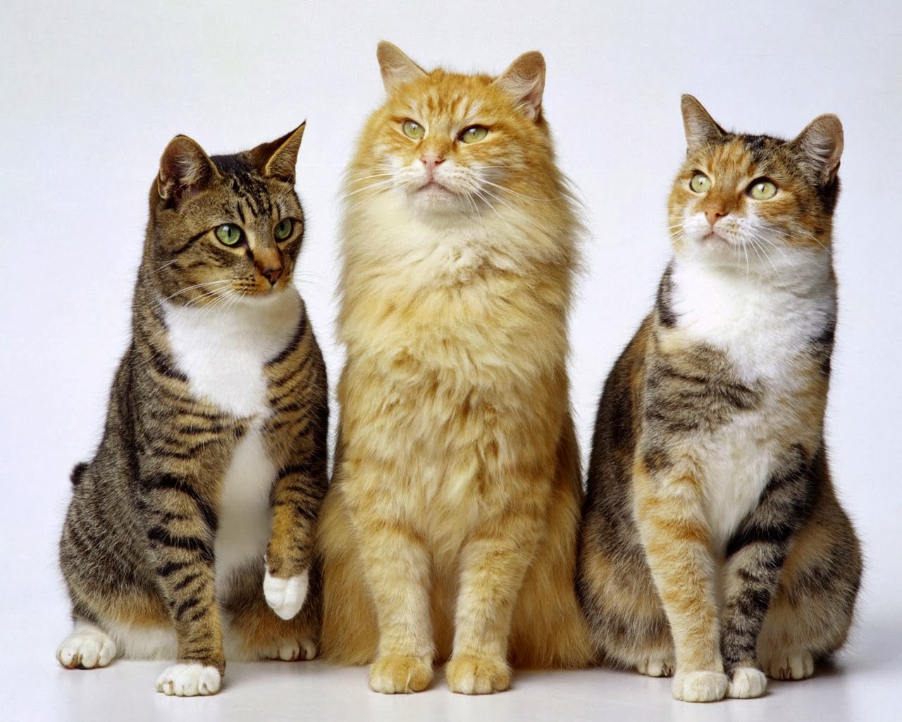 Keep Kitten Away From Old Cat Keep Kitten Away From Old Cat