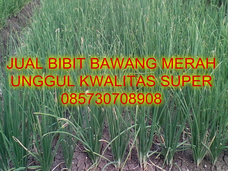 jual bibit bawang merah unggul kwalitas bawang jual bibit bawang merah unggul kwalitas bawang