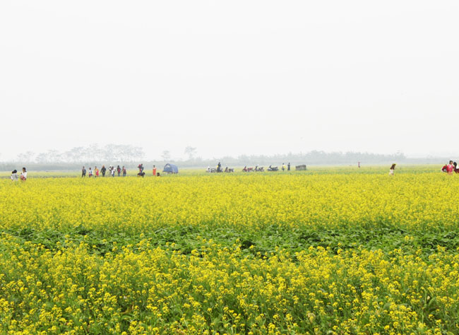 [Image: Mua-hoa-no-ro-tren-canh-dong-cai-vang-de...-Nam-1.jpg]